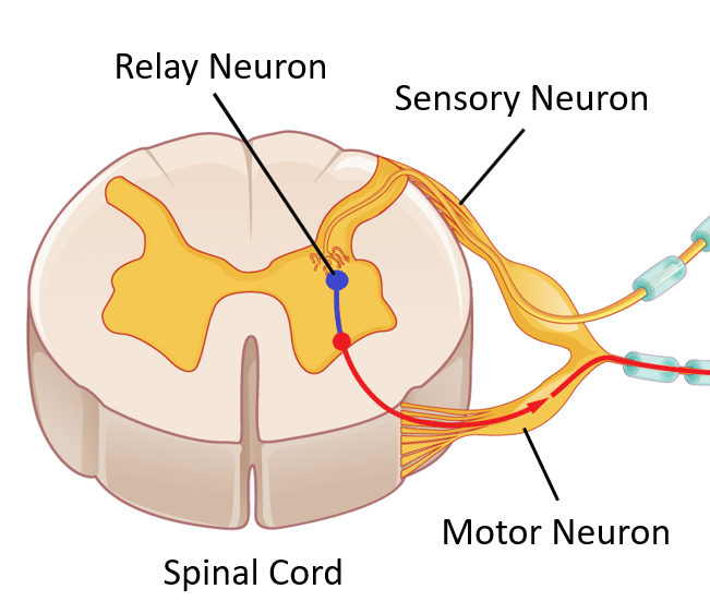 File:SpinalCordCrossSection.png