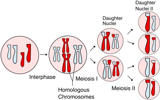 Meiosis.png