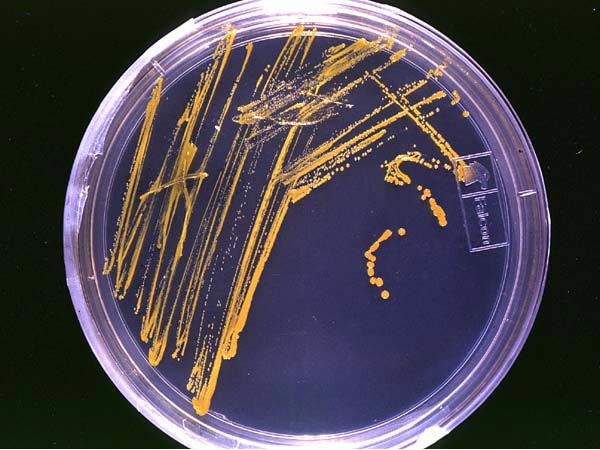 File:CulturingBacteria.png