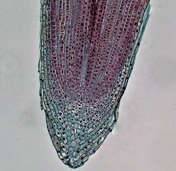 File:Meristem.png