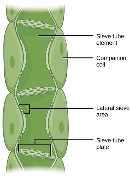 File:PhloemCells.png