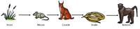 FoodChain7.png