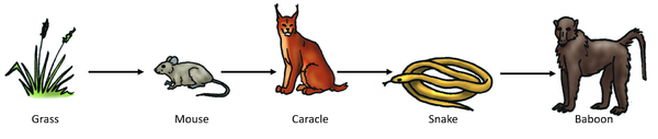 FoodChain7.png