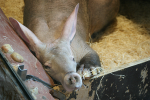 Aardvark3-Snout.PNG