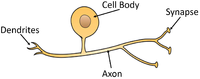 SensoryNeuron.png