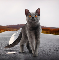 Cat.png