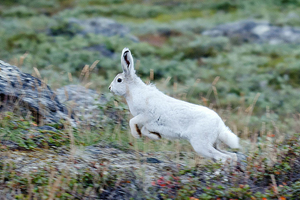 ArcticHare2.PNG