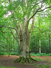 BeechTree.png