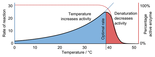 EnzymeTemperature.png