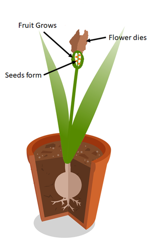 PollinatedFlower4.png
