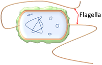Flagella.png