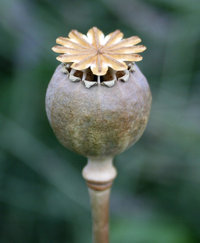 PoppyFruit.png