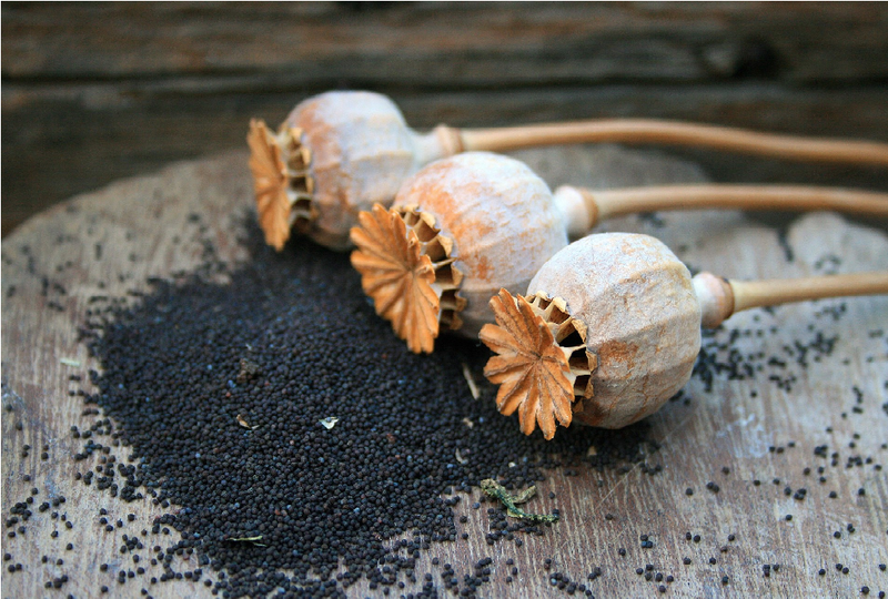 File:PoppySeed.png
