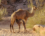 Camel.png