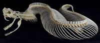 SnakeSkeleton.png