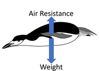 TerminalVelocity3.png