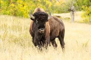 Buffalo.png