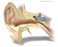 Ear.png