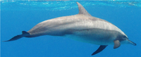 Dolphin.png