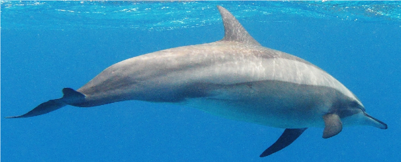 File:Dolphin.png