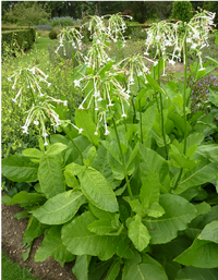 FloweringPlant.png