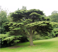 CedarTree.png