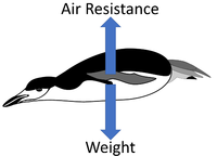 TerminalVelocity4.png