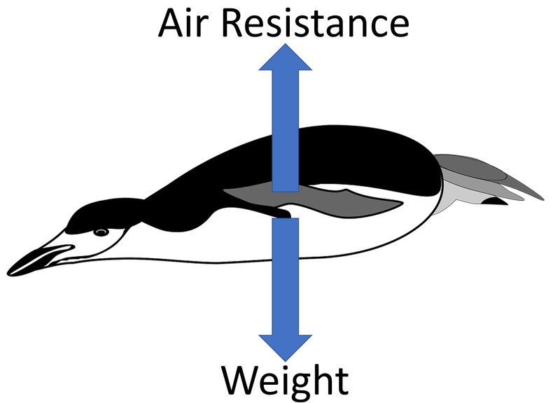 File:TerminalVelocity4.png