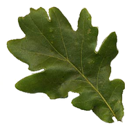 OakLeaf.png