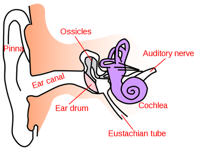 EarDiagram.png