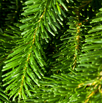 PineLeaf.png