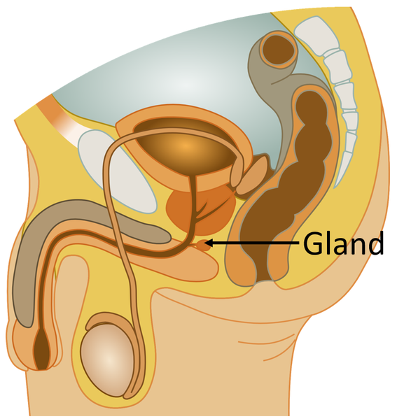File:ReproductiveSystemGland.png
