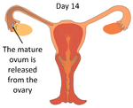 MenstrualCycleDay14.png