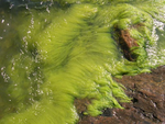 Seaweed.png