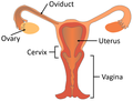 Thumbnail for version as of 08:43, 19 September 2018