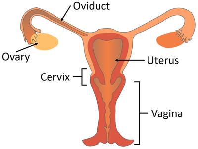 ReproductiveSystemFemale.png