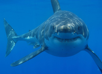 Shark.png