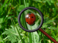 MagnifyingGlassInsect.png
