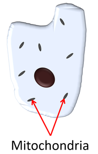 AnimalCellMitochondria.png