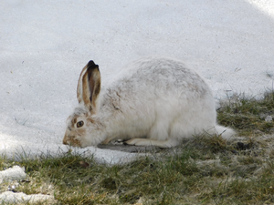 ArcticHare3.PNG