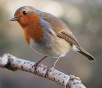 Robin.png