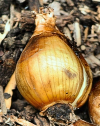 DaffodilBulb.png