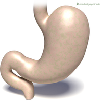 Stomach.png
