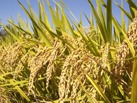 RicePlant.png