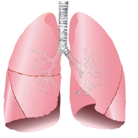 Lungs.png