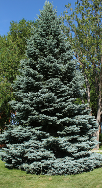 FirTree.png