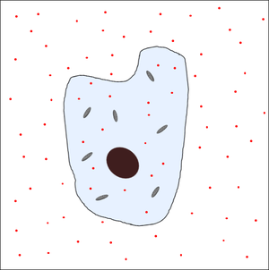 CellDiffusion2.png