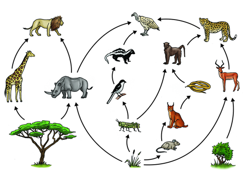 FoodWeb2.png