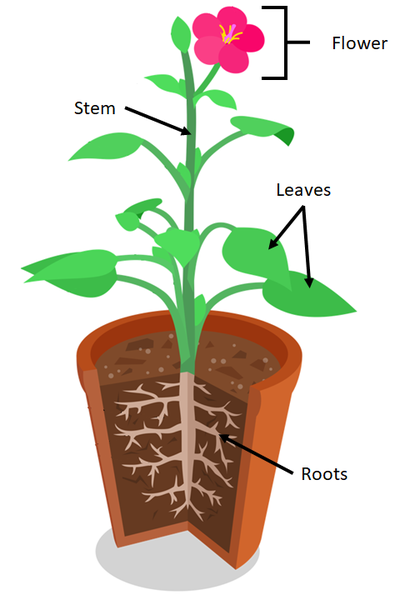 PlantOrgans.png