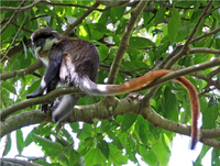 Monkey.png